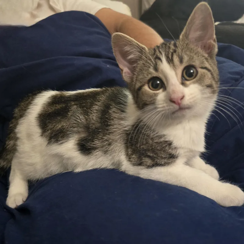 A baby small-sized female Tabby (Gray / Blue / Silver) American Shorthair cat named Fraud for adoption in Houston, TX