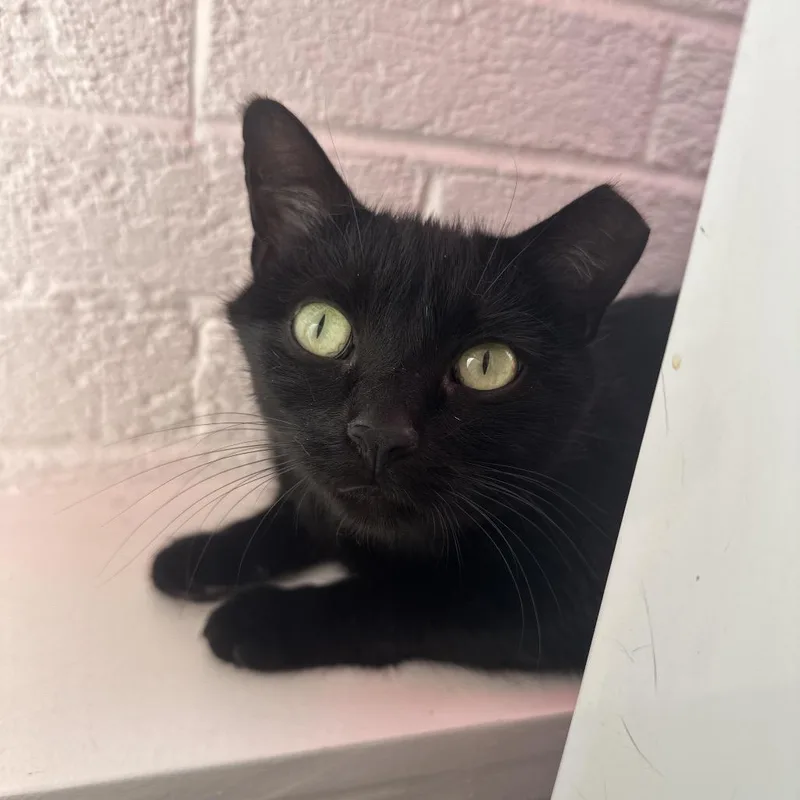 A young medium-sized female Black Domestic Short Hair cat named Noir for adoption in Forest Park, IL