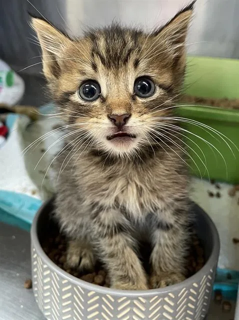 A baby small-sized female Domestic Short Hair cat named Miney for adoption in Sugar Land, TX