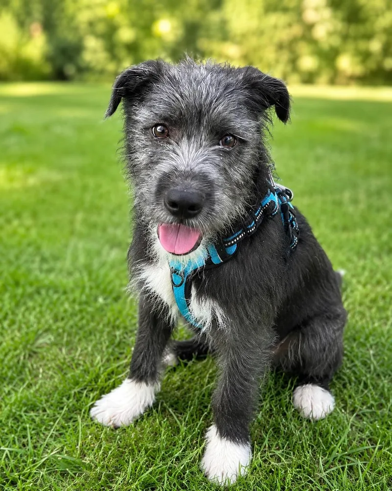 A young medium-sized female Gray / Blue / Silver Schnoodle dog named Marcie for adoption in Houston, TX