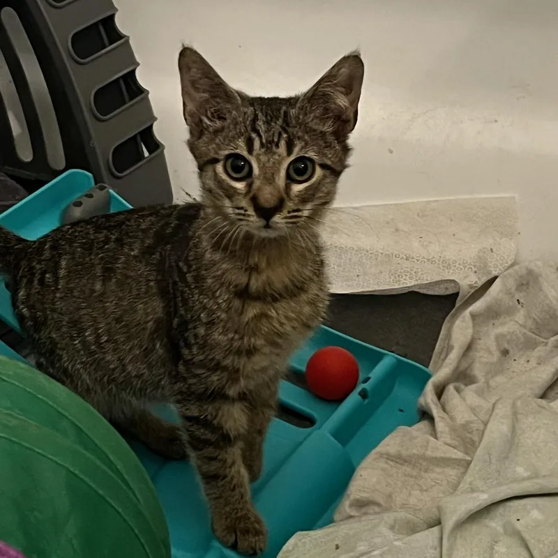 A baby medium-sized male Tabby (Brown / Chocolate) Domestic Short Hair cat named Ringwraith King for adoption in Seneca, SC