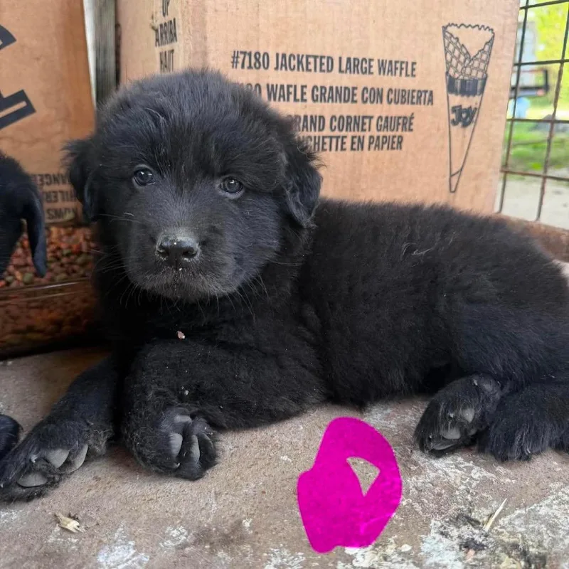 A baby small-sized female Black Mixed Breed dog named Queen Charlotte Sponge Cake for adoption in Troy, IL