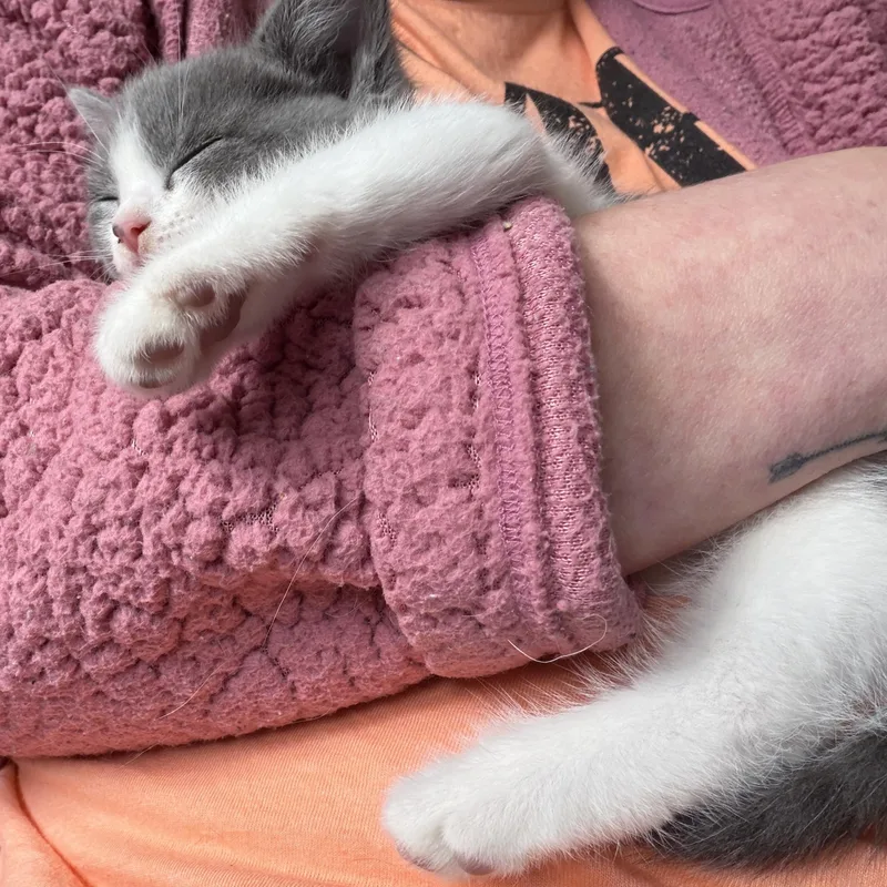 A baby small-sized female Gray & White Domestic Short Hair cat named Juniper for adoption in Indianapolis, IN