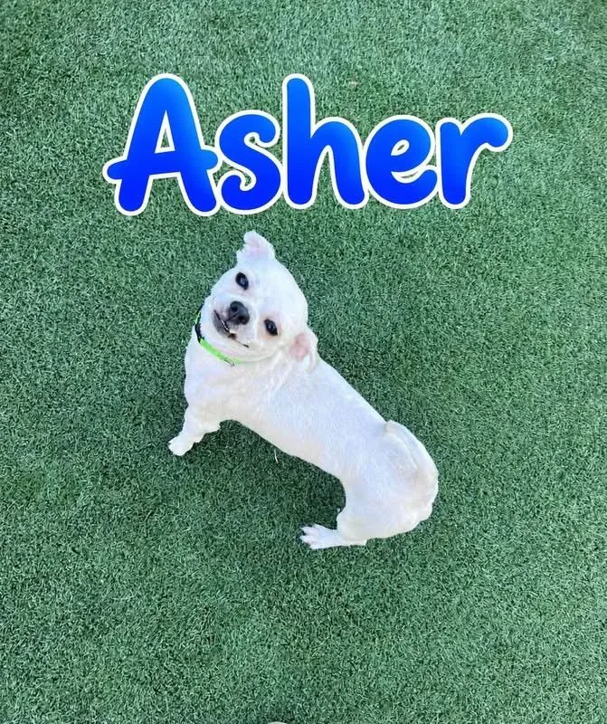 An adult small-sized male White / Cream Shih Tzu dog named Asher for adoption in Saginaw, MI