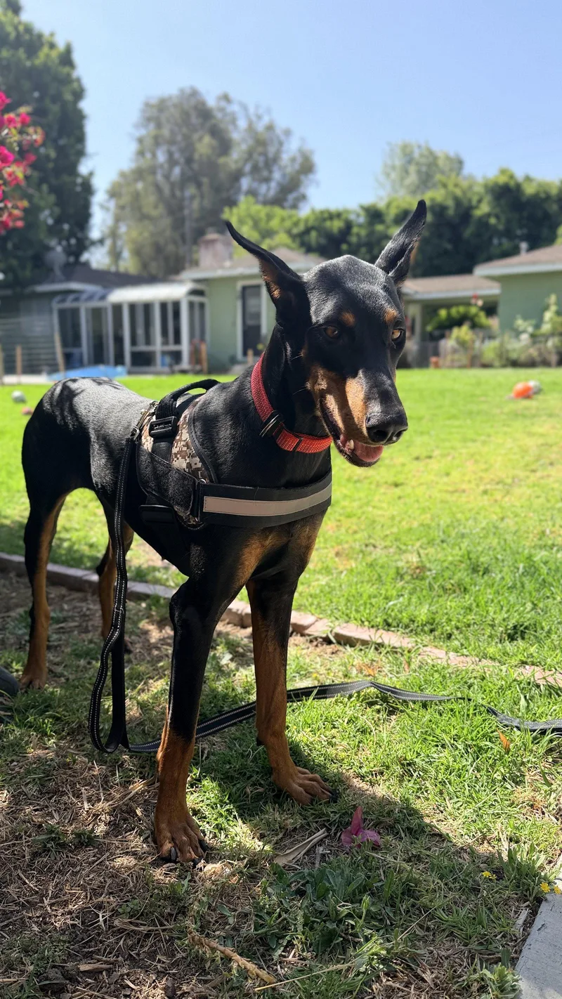 A young large-sized female Doberman Pinscher dog named Tootsie for adoption in Buffalo, MN