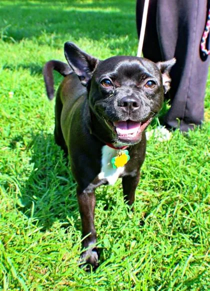 A baby small-sized male French Bulldog dog named Doki for adoption in Morton Grove, IL