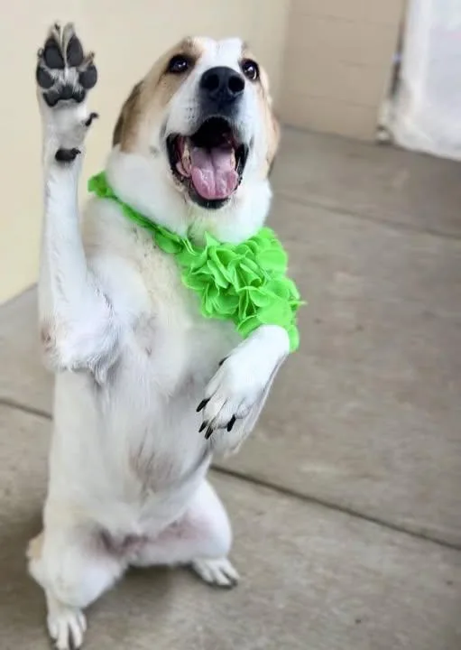 An adult large-sized female Shepherd dog named Josie for adoption in McKinney, TX