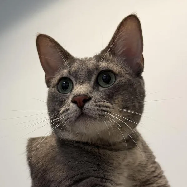 Anya