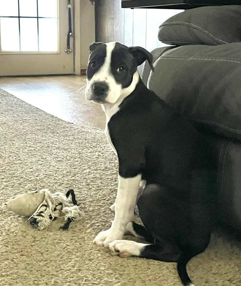A young medium-sized female Bicolor American Staffordshire Terrier dog named Sienna for adoption in Haslet, TX