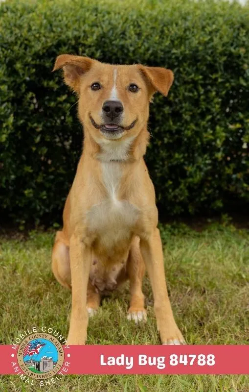 An adult medium-sized female Yellow / Tan / Blond / Fawn Mixed Breed dog named Lady Bug for adoption in Mobile, AL