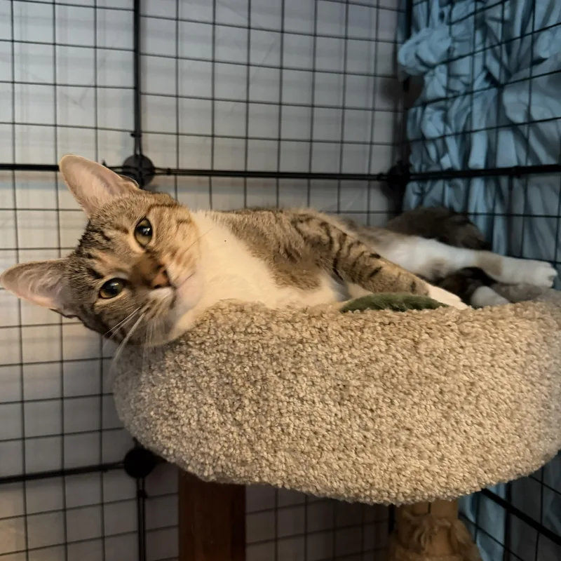 A young medium-sized female Tabby (Brown / Chocolate) Domestic Short Hair cat named Grayson for adoption in Royal Oak, MI