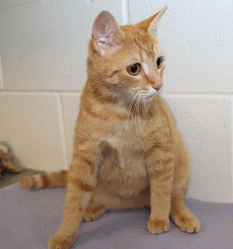 A young medium-sized female Tabby (Orange / Red) Tabby cat named Honeysuckle for adoption in Euclid, OH