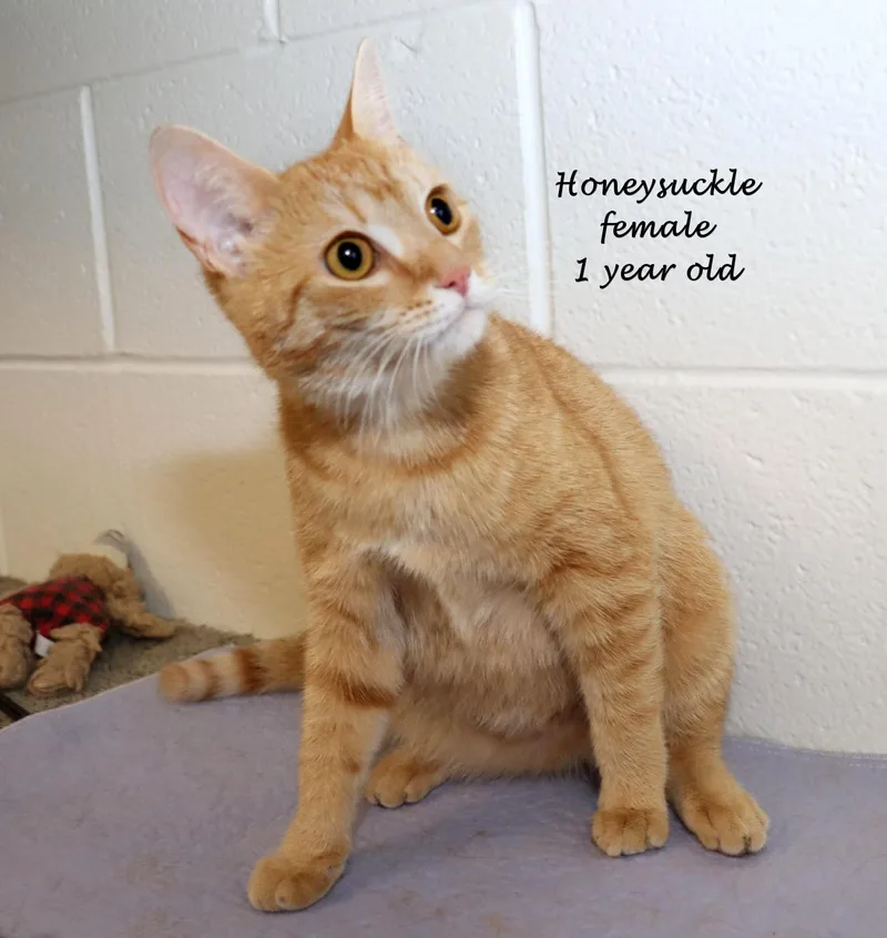 Honeysuckle thumbnail 4