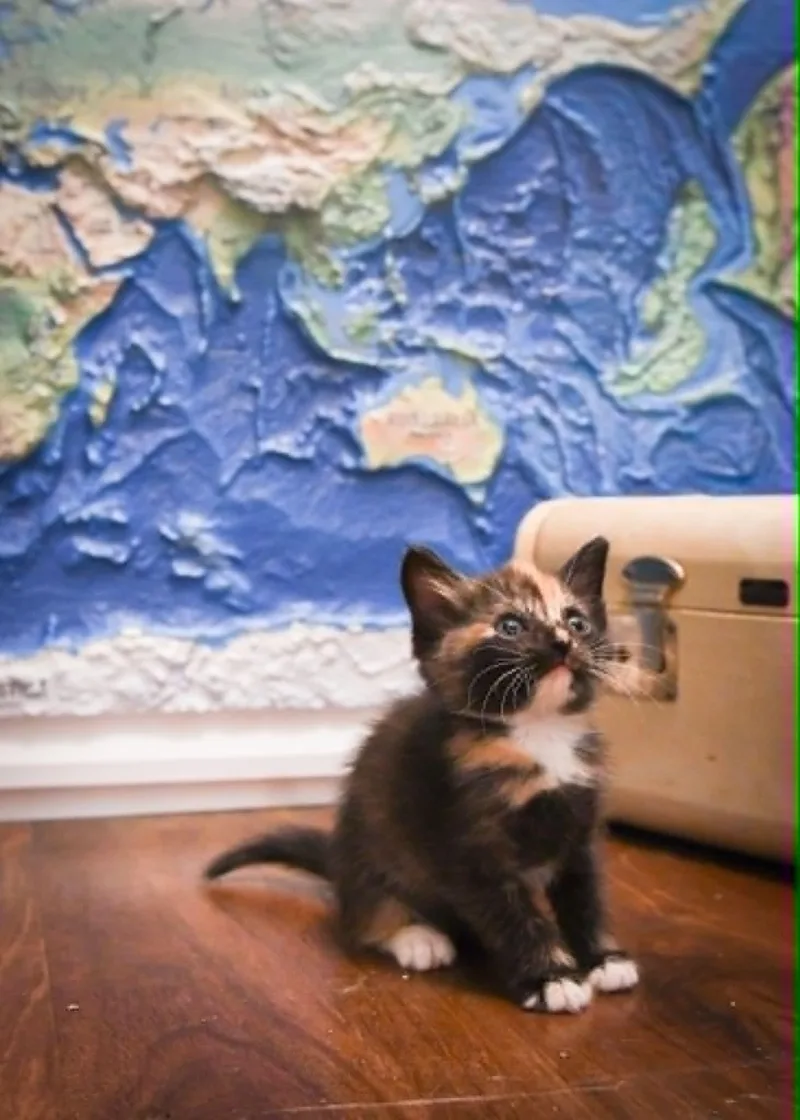 A baby medium-sized female Domestic Short Hair cat named Savannah for adoption in Port Washington, WI
