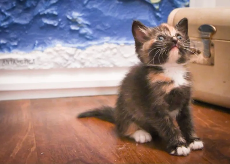 Savannah thumbnail 3