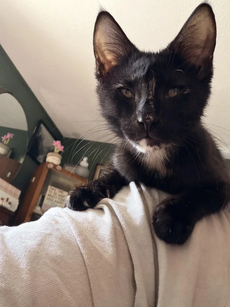 A young medium-sized male Black Domestic Short Hair cat named Spritz & Trudy for adoption in Rochester, NY