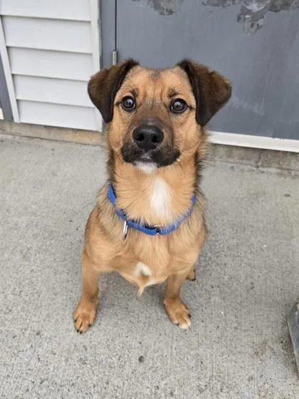 A baby large-sized male Cattle Dog dog named Rusty for adoption in East Brookfield, MA