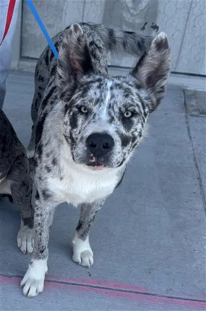 A young large-sized male Mixed Breed dog named Tru for adoption in Dallas, TX
