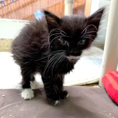 A baby small-sized female Domestic Short Hair cat named Blaze for adoption in Washington, DC
