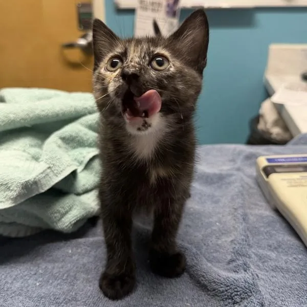 A baby small-sized female Domestic Short Hair cat named Pocus for adoption in Escondido, CA