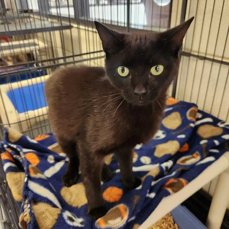 A young small-sized male Black Domestic Short Hair cat named Beedoo for adoption in Rocky Mount, VA