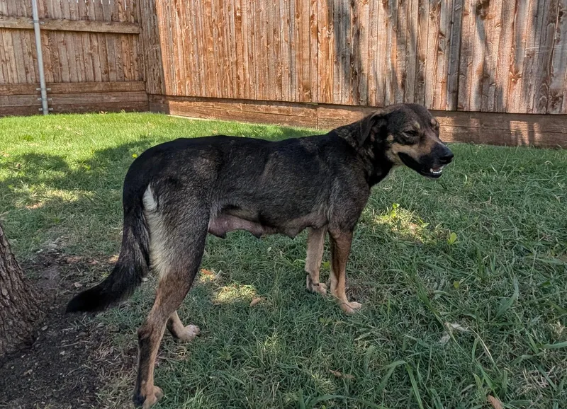 An adult medium-sized female Australian Cattle Dog / Blue Heeler dog named Angie A for adoption in Plano, TX