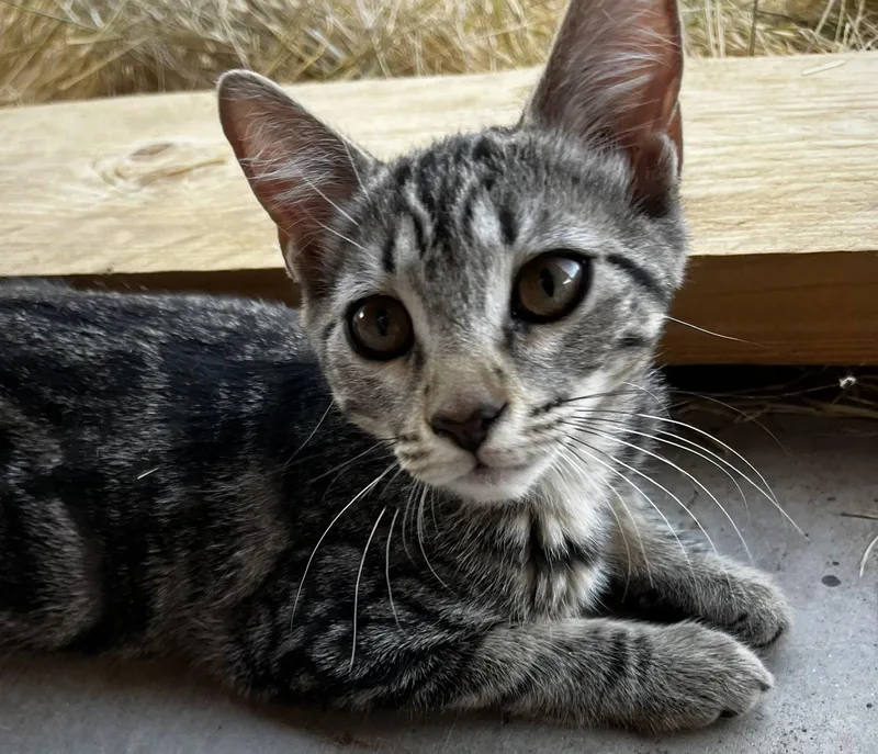 A baby medium-sized female Domestic Short Hair cat named Ronja for adoption in Phoenix, AZ