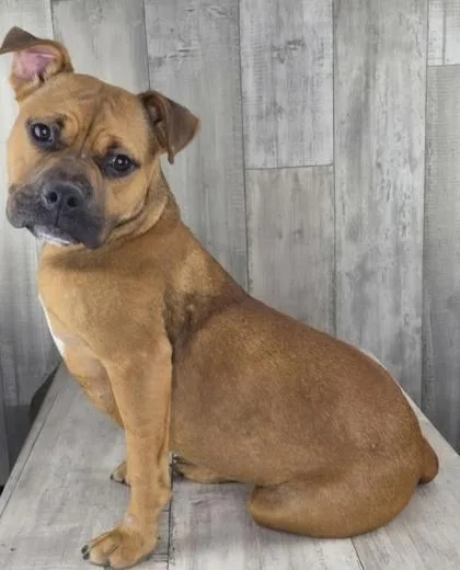 An adult medium-sized female American Staffordshire Terrier dog named Lola for adoption in Shreveport, LA