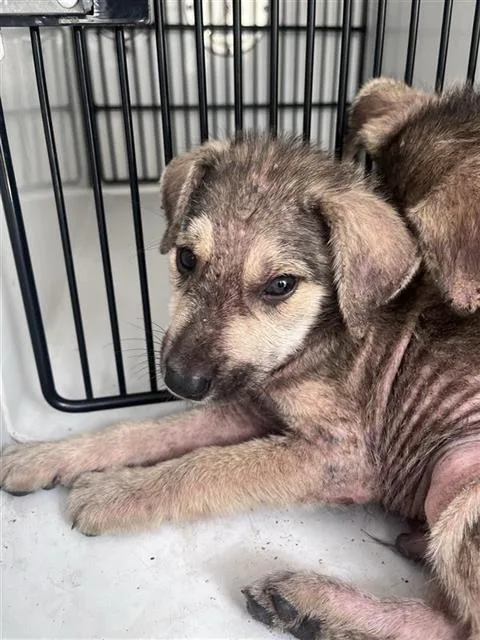 A baby small-sized male Labrador Retriever dog named A for adoption in Houston, TX