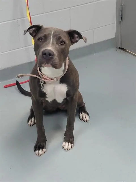 A young medium-sized female Pit Bull Terrier dog named Chi Chi for adoption in Saint Cloud, FL