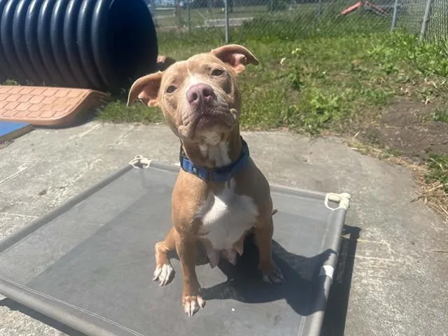 A young medium-sized female Pit Bull Terrier dog named Hope for adoption in McKinleyville, CA