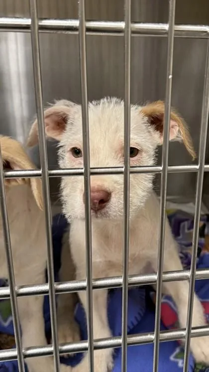 A baby medium-sized female Terrier dog named Winter for adoption in Honolulu, HI