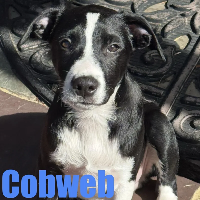 A baby medium-sized male Terrier dog named Cobweb for adoption in Ellicott City, MD