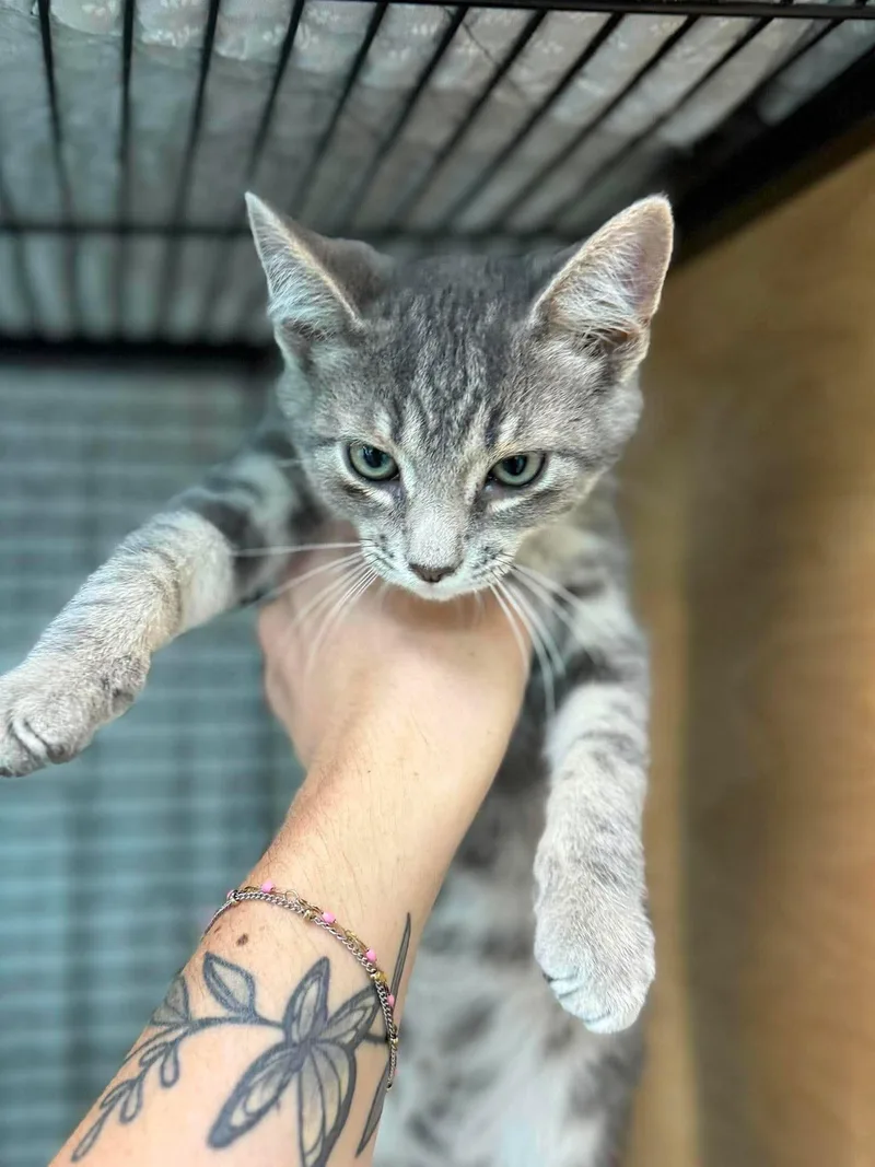 A young medium-sized male Tabby (Gray / Blue / Silver) Domestic Short Hair cat named Slushie for adoption in Leitchfield, KY