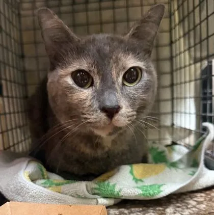 An adult small-sized female Domestic Short Hair cat named Adora for adoption in Honolulu, HI