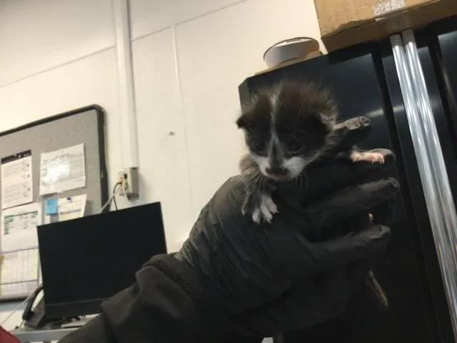 A baby small-sized male Domestic Short Hair cat named Joey for adoption in Thousand Palms, CA
