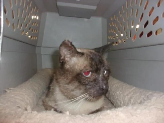 An adult large-sized male Domestic Short Hair cat named Lido for adoption in Van Nuys, CA
