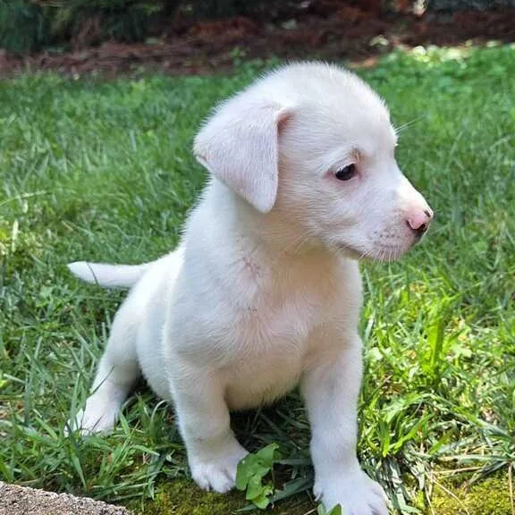 A baby small-sized male White / Cream Spitz dog named Miso for adoption in Johnson City, TN