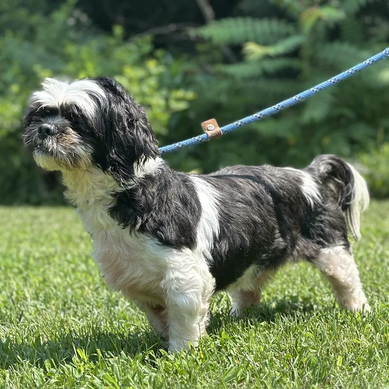 A senior small-sized male Black Shih Tzu dog named Toby for adoption in Meherrin, VA