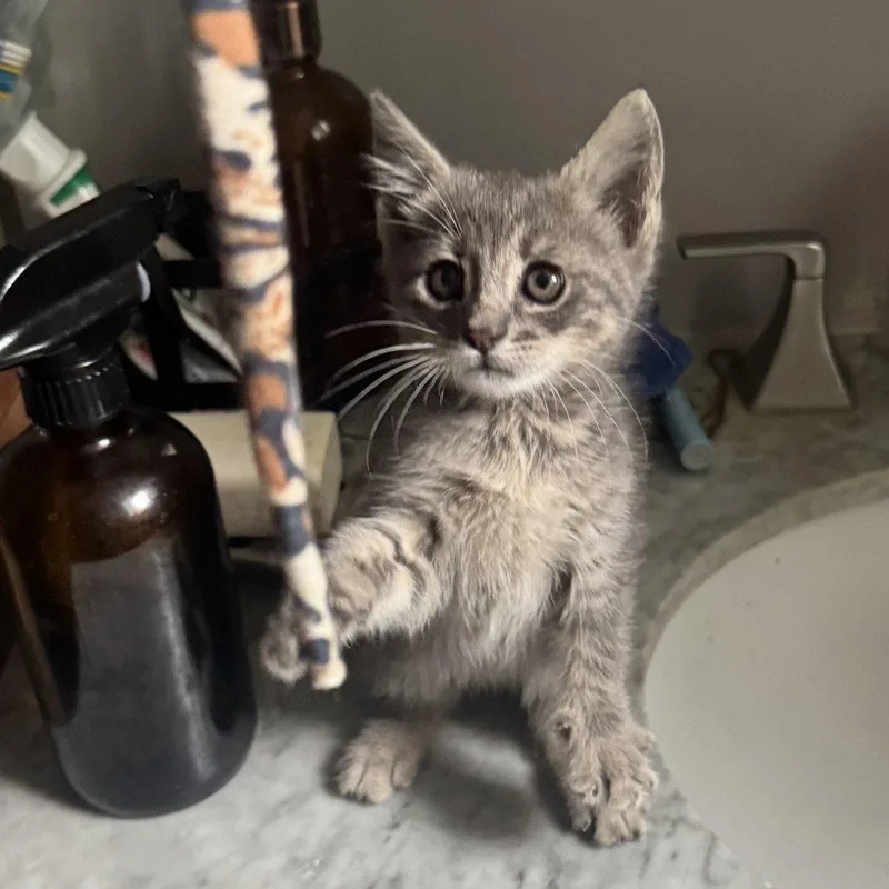 A baby medium-sized male Gray & White Domestic Short Hair cat named Moon for adoption in San Jose, CA