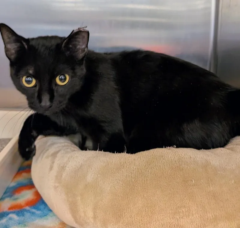 A baby small-sized female Black Domestic Short Hair cat named Nala for adoption in Tucson, AZ