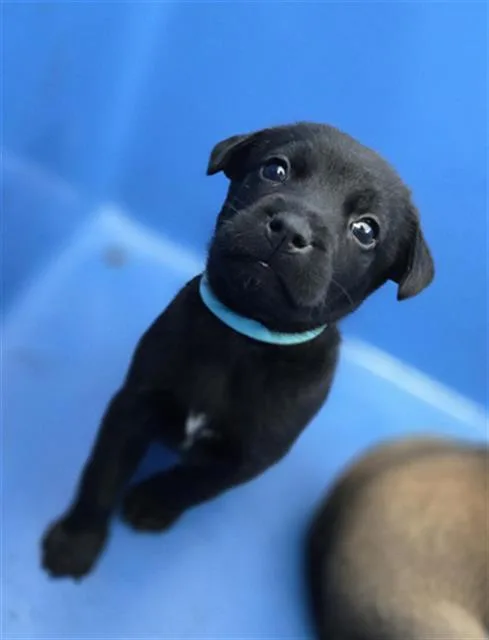 A baby medium-sized female Mixed Breed dog named Penny for adoption in Dallas, TX