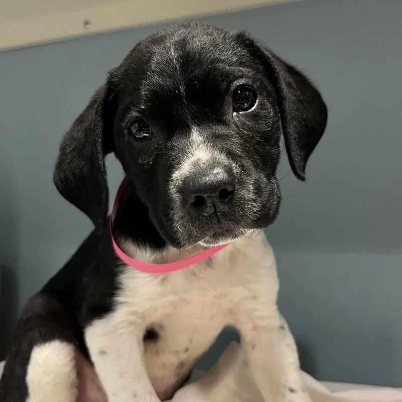 A baby small-sized female Black Mixed Breed dog named Gemma for adoption in Chattanooga, TN
