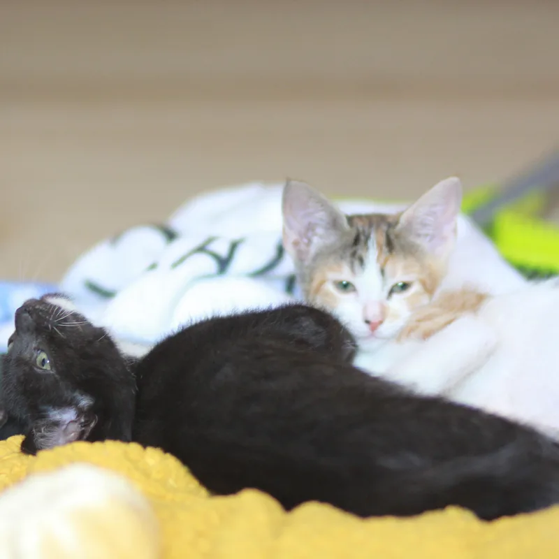 Twiggy & Goldie  thumbnail 2