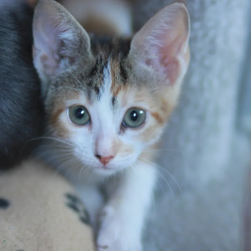 Twiggy & Goldie  thumbnail 3