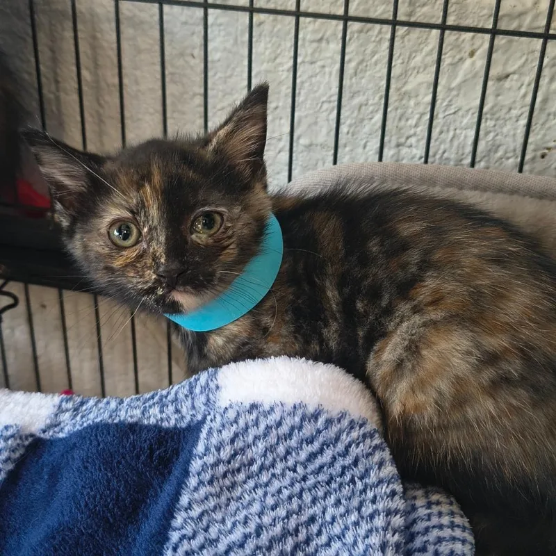 A baby small-sized female Calico Domestic Short Hair cat named Lil Cloe for adoption in Othello, WA