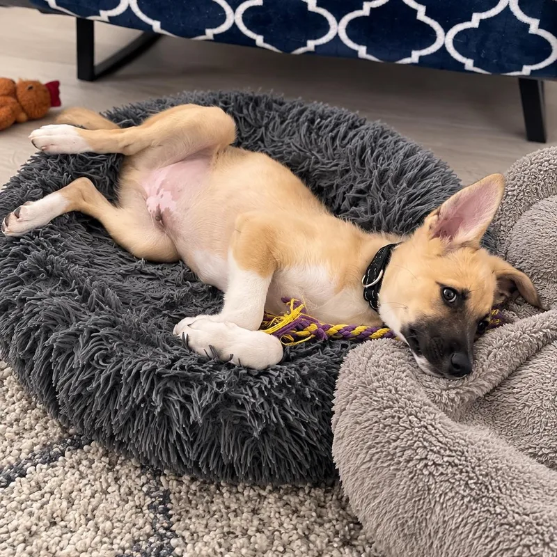 A baby medium-sized male Golden German Shepherd Dog dog named Enzo  Smart  for adoption in Houston, TX