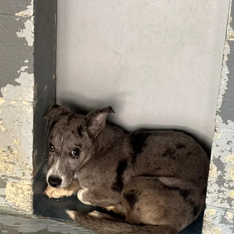 A young medium-sized female Gray / Blue / Silver Mixed Breed dog named Saphie for adoption in Galax, VA