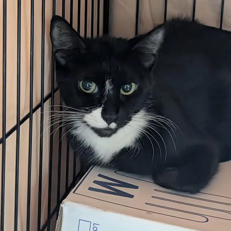 An adult medium-sized female Domestic Short Hair cat named Honeydew for adoption in Tacoma, WA