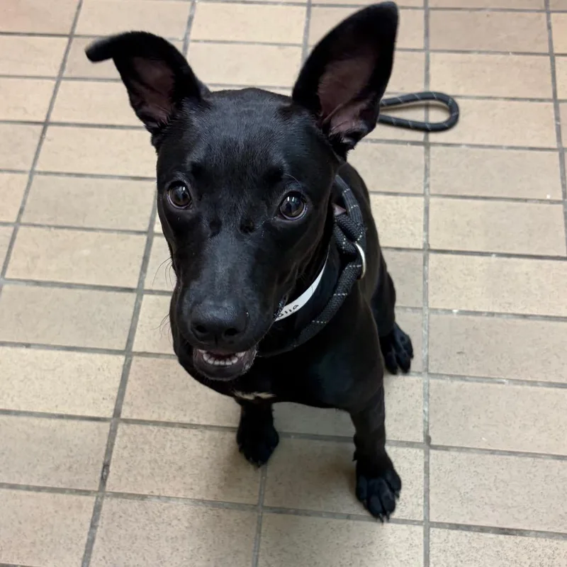 A young medium-sized female Black Labrador Retriever dog named Malia for adoption in Birmingham, AL